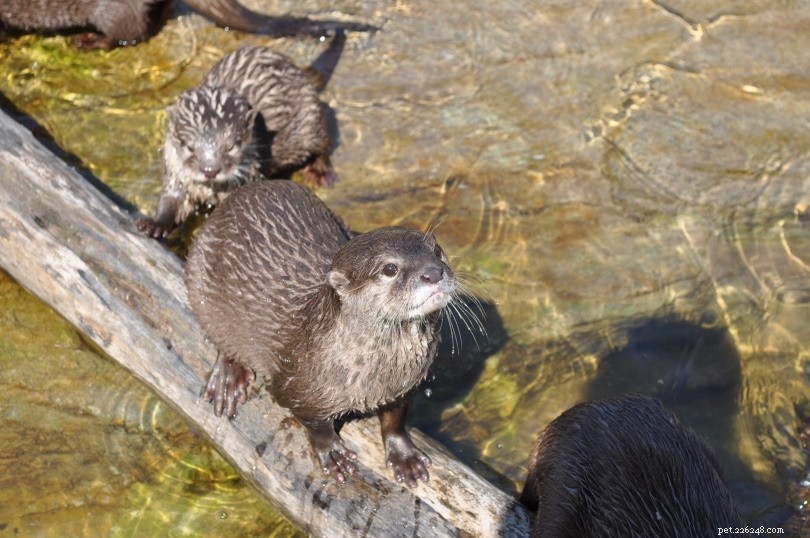 Why Beavers Aren t Suitable Pets: Legal, Care, and Safety Concerns