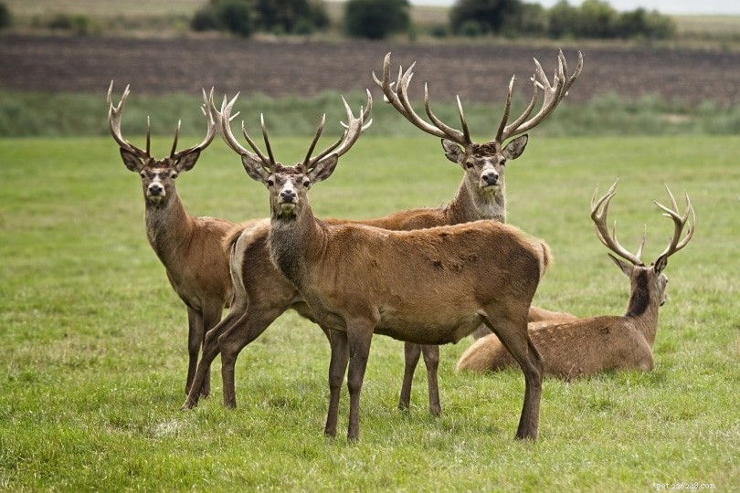 Are Deer Suitable as Pets? Expert Insights You Should Know