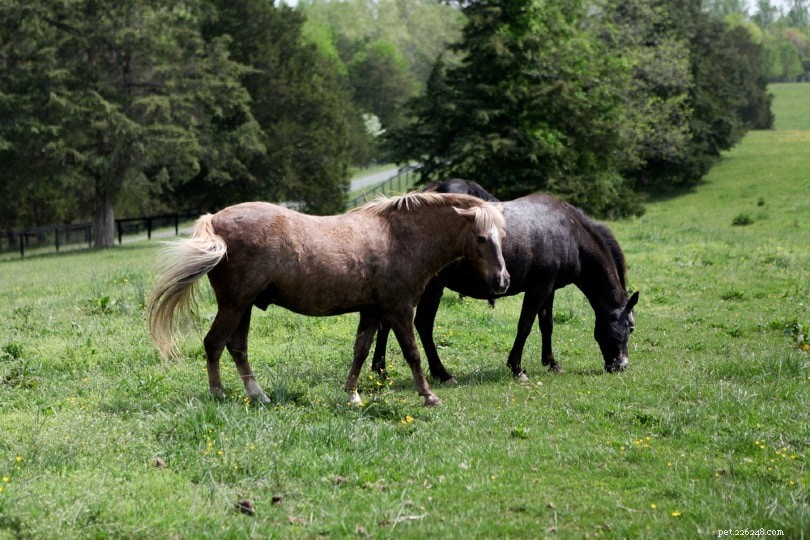 Missouri Fox Trotter Horses: Gaited Elegance and Comfort