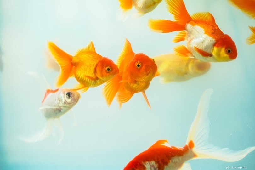 Ammonia in Goldfish Tanks: Causes, Symptoms & Prevention