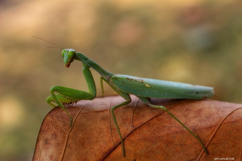 Complete Care Guide for African Praying Mantis: Tank Setup, Feeding, and Maintenance