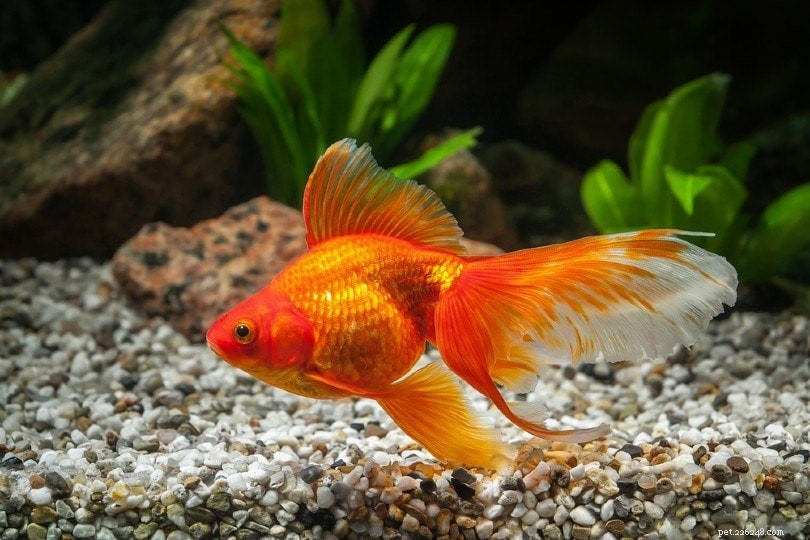 2022 Goldfish Cost Guide: How Much Should You Spend?