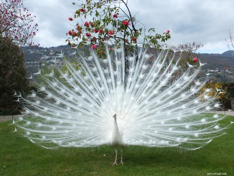 Peacock Feeding Habits: Wild vs. Pet Diets Explained