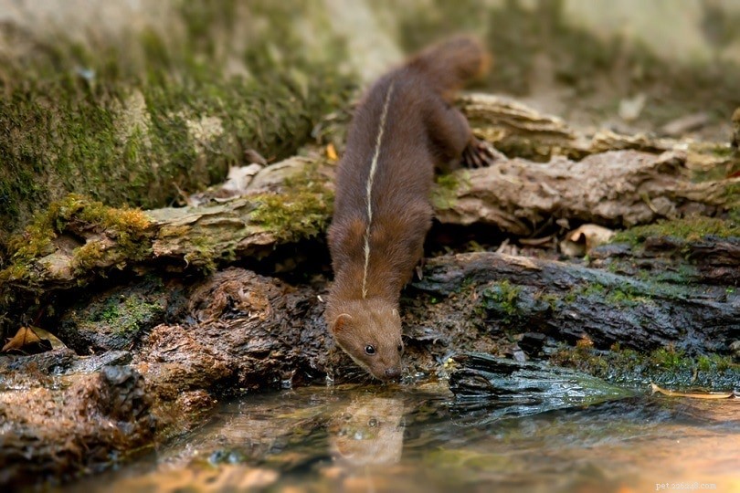 Discover the Diet of Weasels: What They Eat & Their Ecological Role