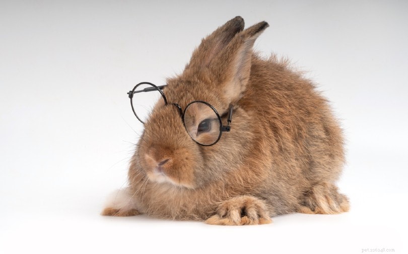 Unveiling the Intelligence of Pet Rabbits: Tricks, Puzzles, and Top Breeds