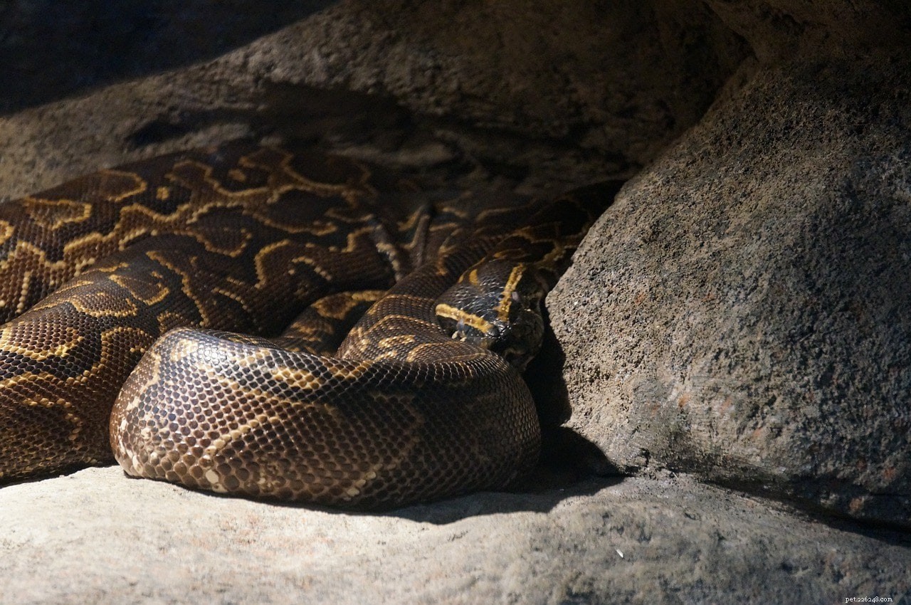 Discover 8 Exotic Burmese Python Morphs & Their Unique Color Patterns (With Photos)