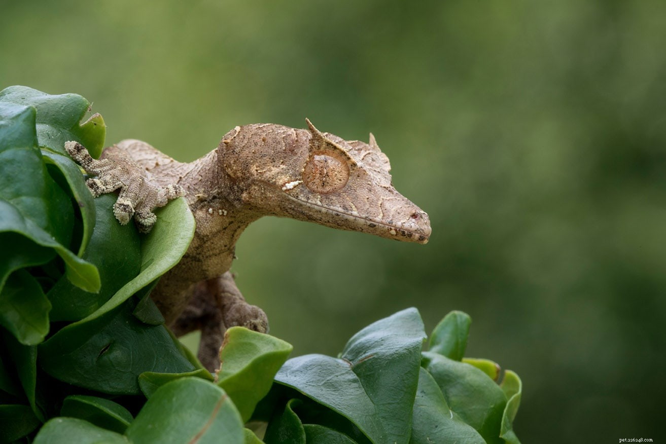 Satanic Leaf-Tailed Gecko: Care, Habitat & Personality Guide