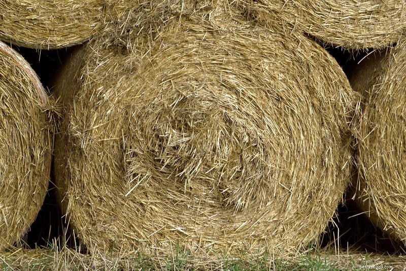 Bale of Hay Pricing: How Much Do Horses Really Cost?