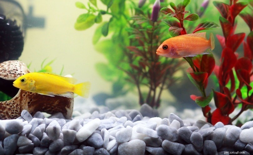 Transform Your Goldfish Tank: 10 Proven Aquascaping Techniques for Stunning Results