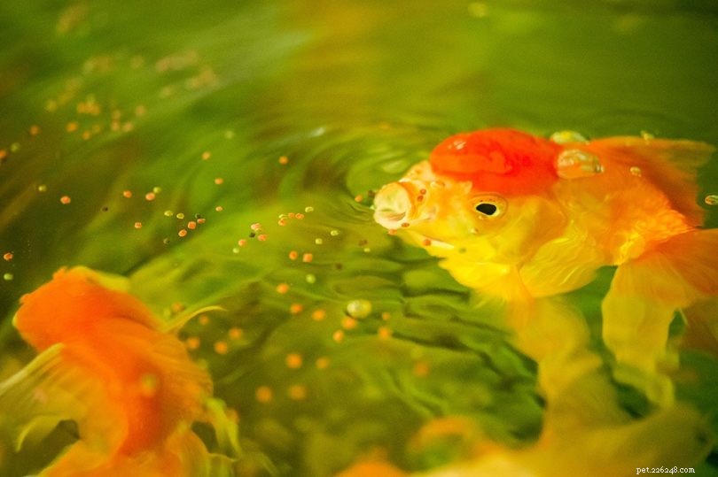 Optimal Feeding Guide: How Much and How Often to Feed Your Goldfish