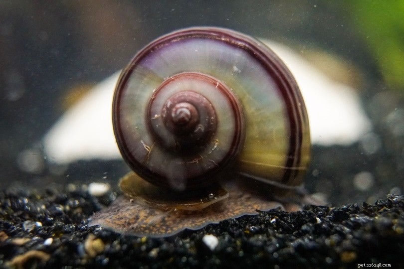 Step‑by‑Step Guide to Hatching Mystery Snail Eggs – Tips & Tricks 2024