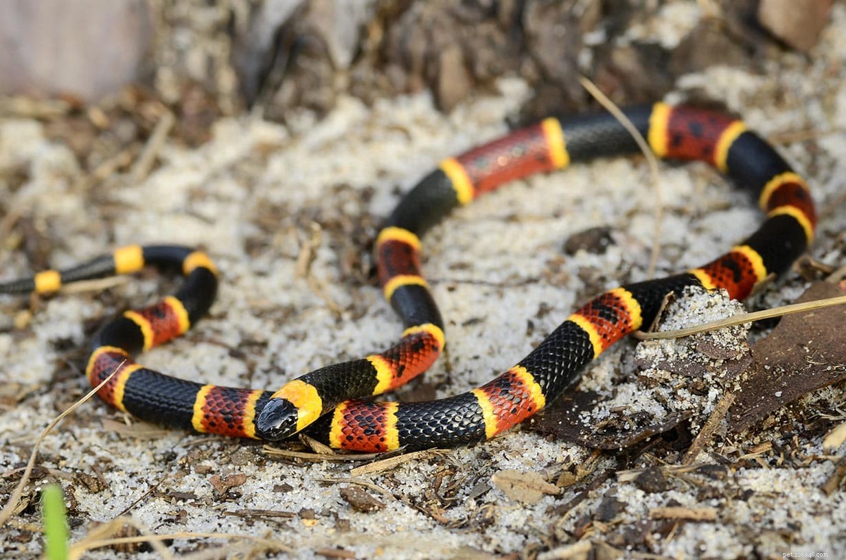 4 Non‑Venomous Snakes that Mimic Coral Snakes (Illustrated Guide)