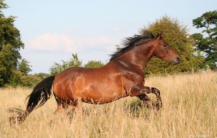 Did Horses Originate in America? Discover Their Ancient Native Roots