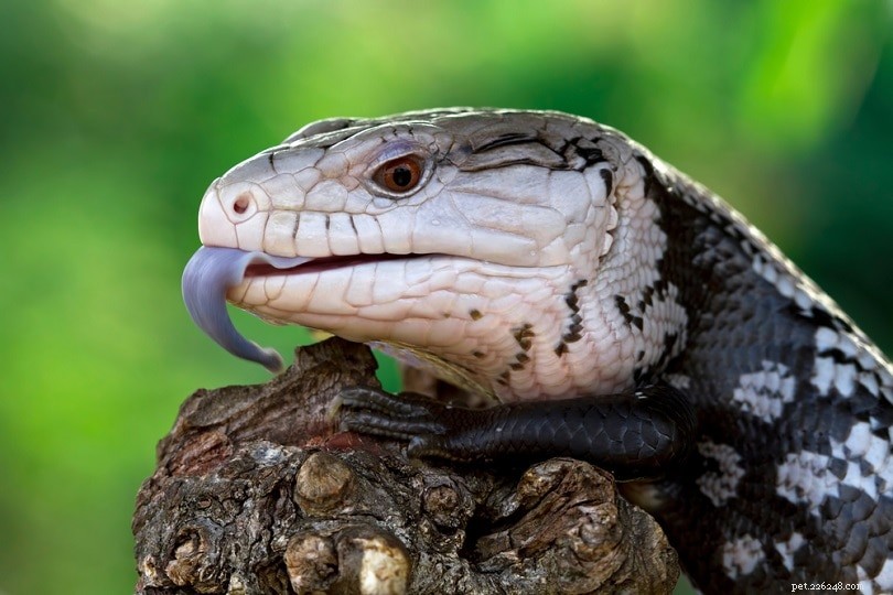 11 Popular Blue‑Tongue Skink Morphs: A Guide for Terrarium Owners