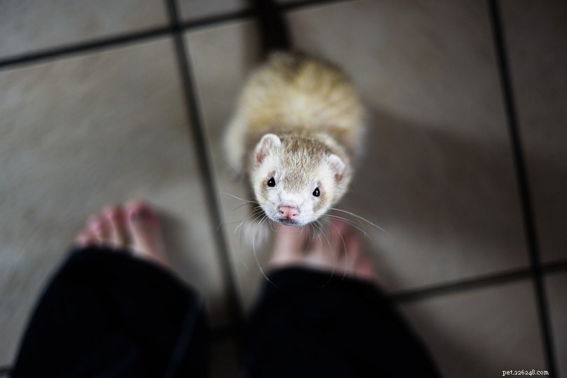 Professional Guide to Safely Bathing and Grooming Your Ferret