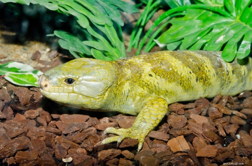 Top 7 Skinks Perfect for Your Home: A Trusted Guide