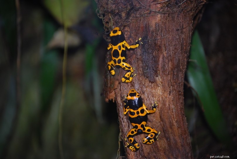 Bumblebee Poison Dart Frog (Dendrobates leucomelas): Stunning, Toxic Amphibian