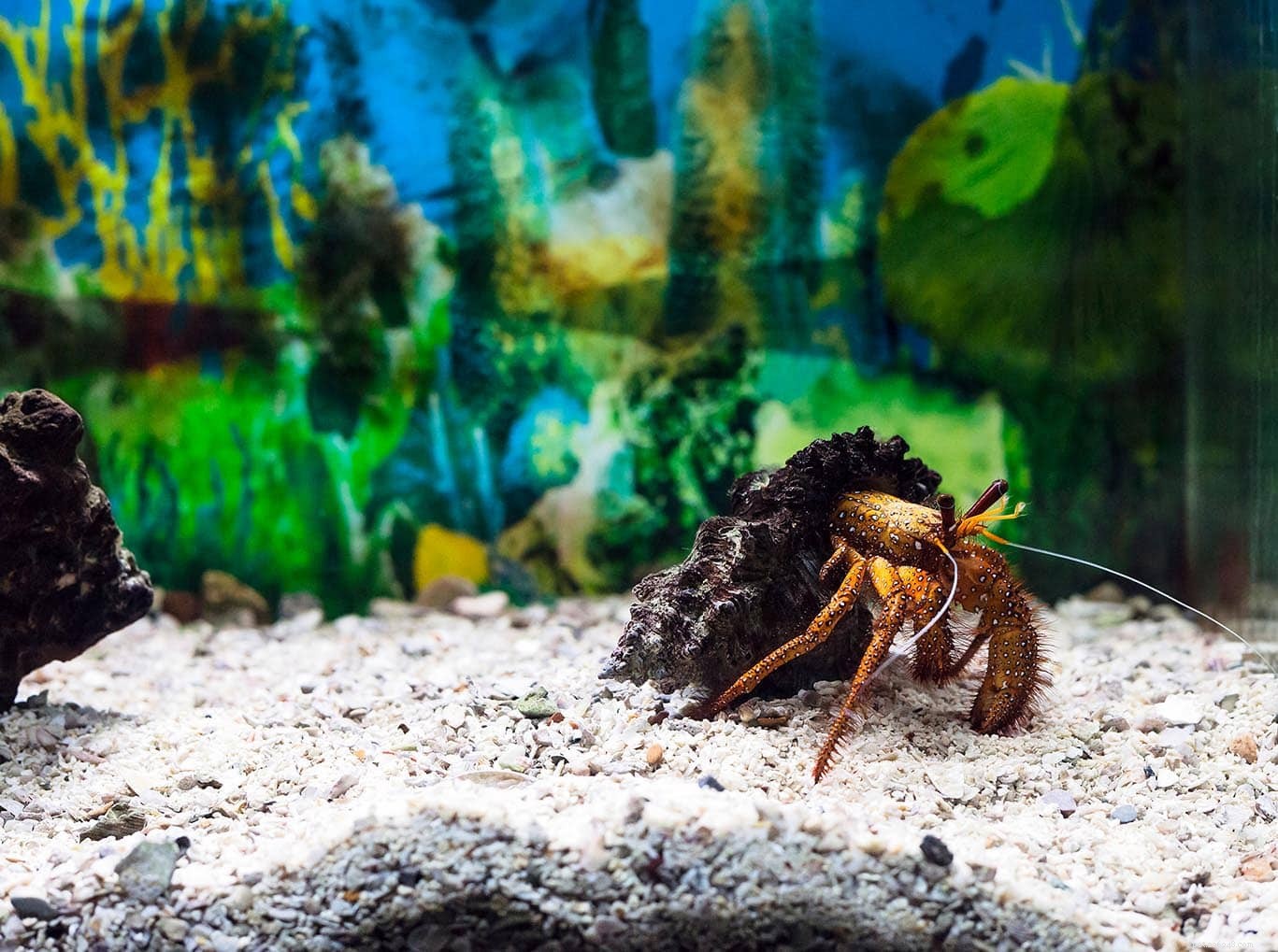 7 Proven Ways to Keep Hermit Crabs Warm Without a Heater