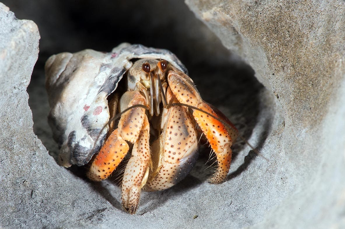 How to Identify the Gender of a Hermit Crab: A Visual Guide