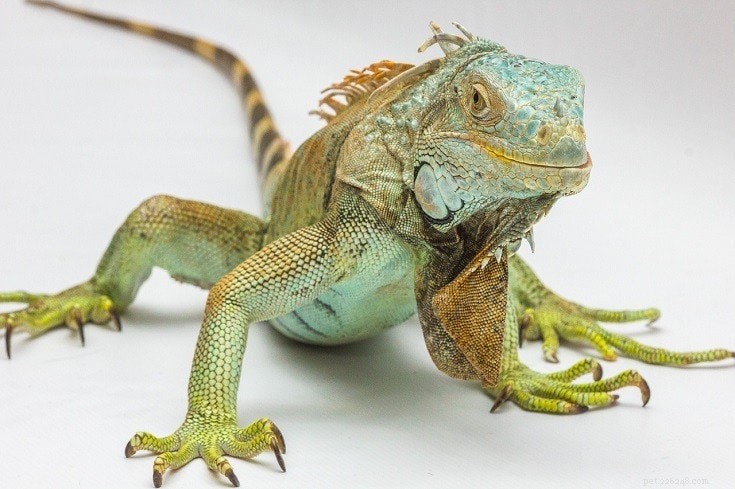 Expert Guide to Caring for Your Pet Iguana