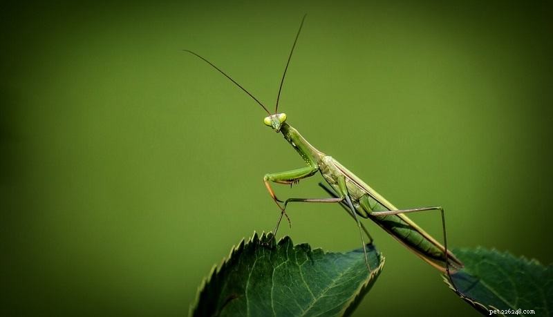 Caring for Your Pet Praying Mantis: Expert Tips for a Healthy, Thriving Insect