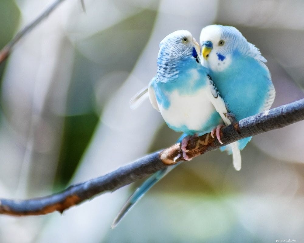 Parakeet Care Guide 2022: Expert Tips for Health, Happiness & Longevity