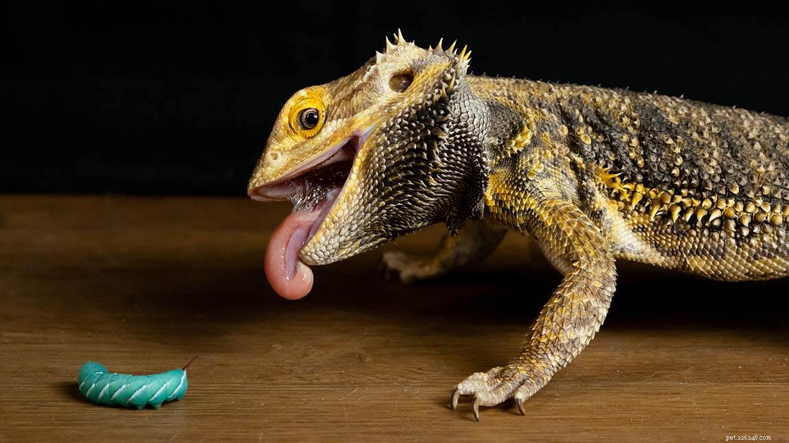 Healthy Veggie Choices for Bearded Dragons