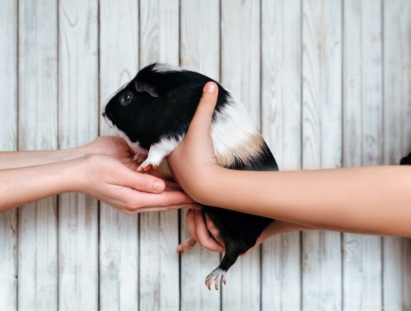 The Complete Guide to Safely Holding Your Guinea Pig: Tips, Images & Videos