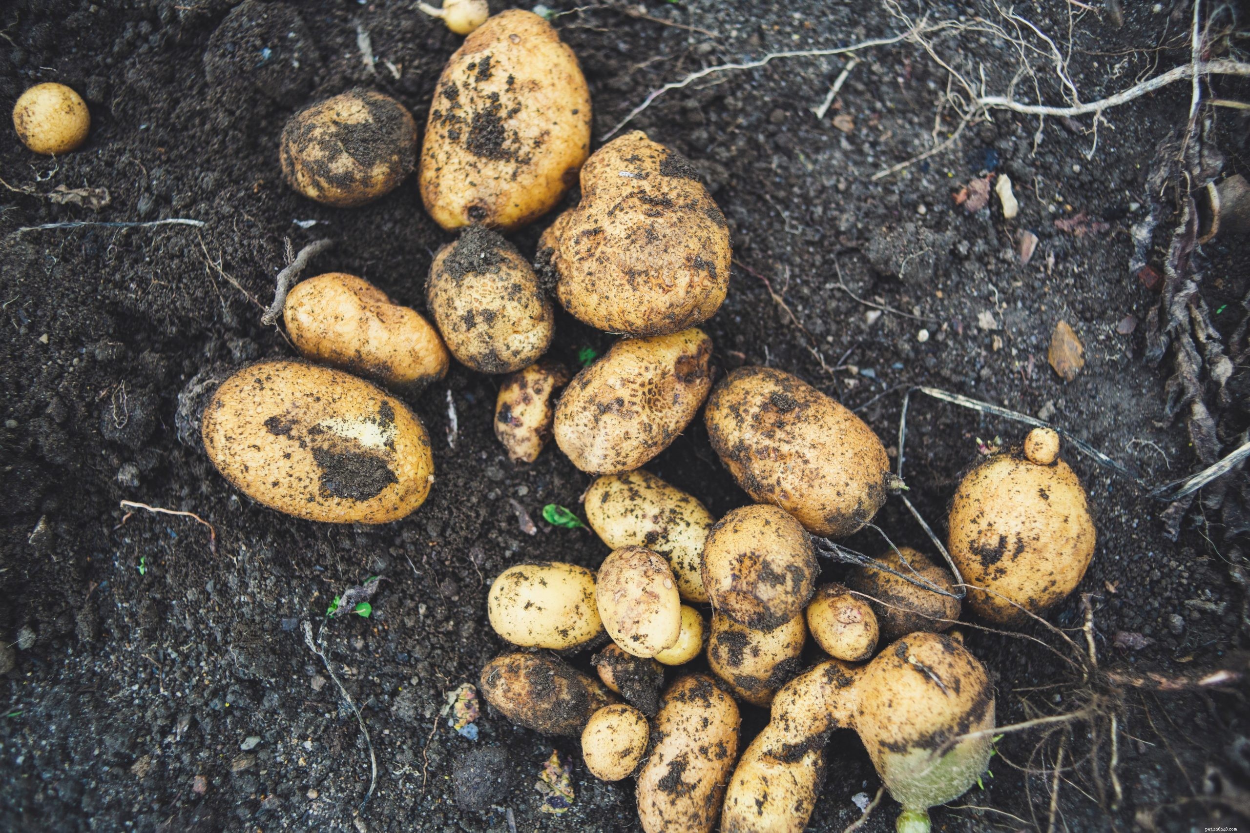 Can Chickens Safely Consume Potatoes? Key Facts for Owners