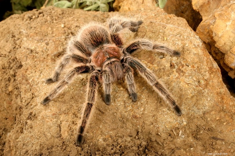 Chilean Rose Hair Tarantula – A Beginner-Friendly, Low-Maintenance Pet