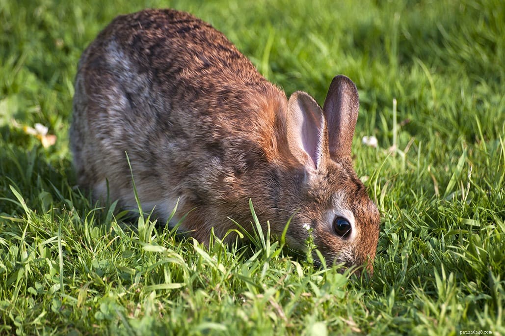 Understanding Rabbit Coprophagia: Two Key Reasons They Eat Their Own Waste