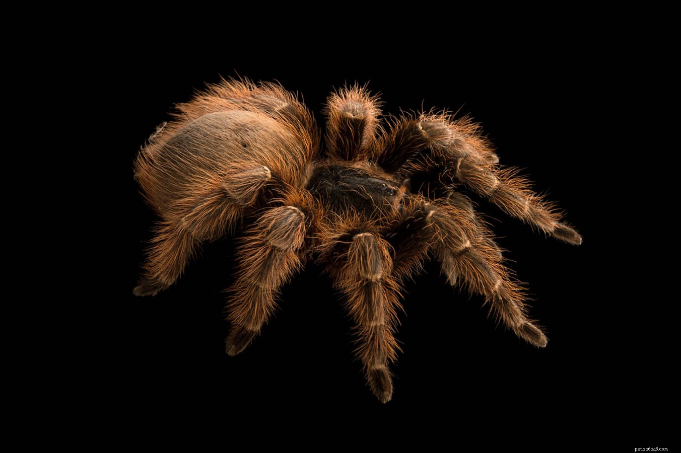 Pink Zebra Beauty Tarantula: A Beginner’s Guide to Easy Care and Friendly Companionship