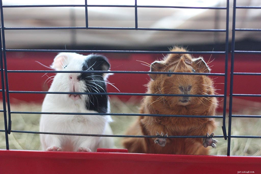 Clean Your Guinea Pig s Cage: 9 Proven Steps for a Fresh, Odor-Free Home