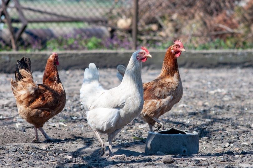 Top 6 Floor Materials for a Durable Chicken Coop