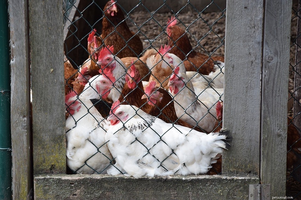 Top 5 Chicken Run Wires: Safe, Durable, and Budget-Friendly Choices