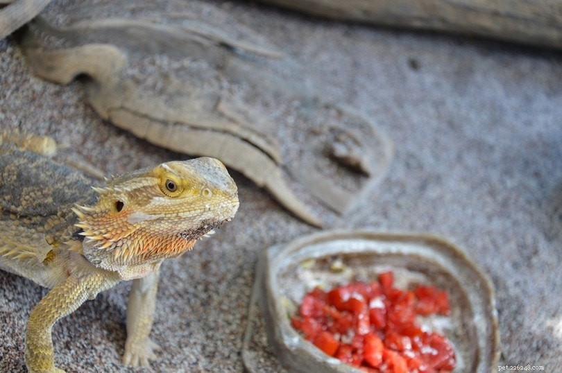 Bearded Dragon Won t Eat? Vet Explains Why and When to Seek Help