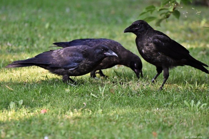 Crows & Ravens as Pets: Are They a Good Choice? What You Should Know