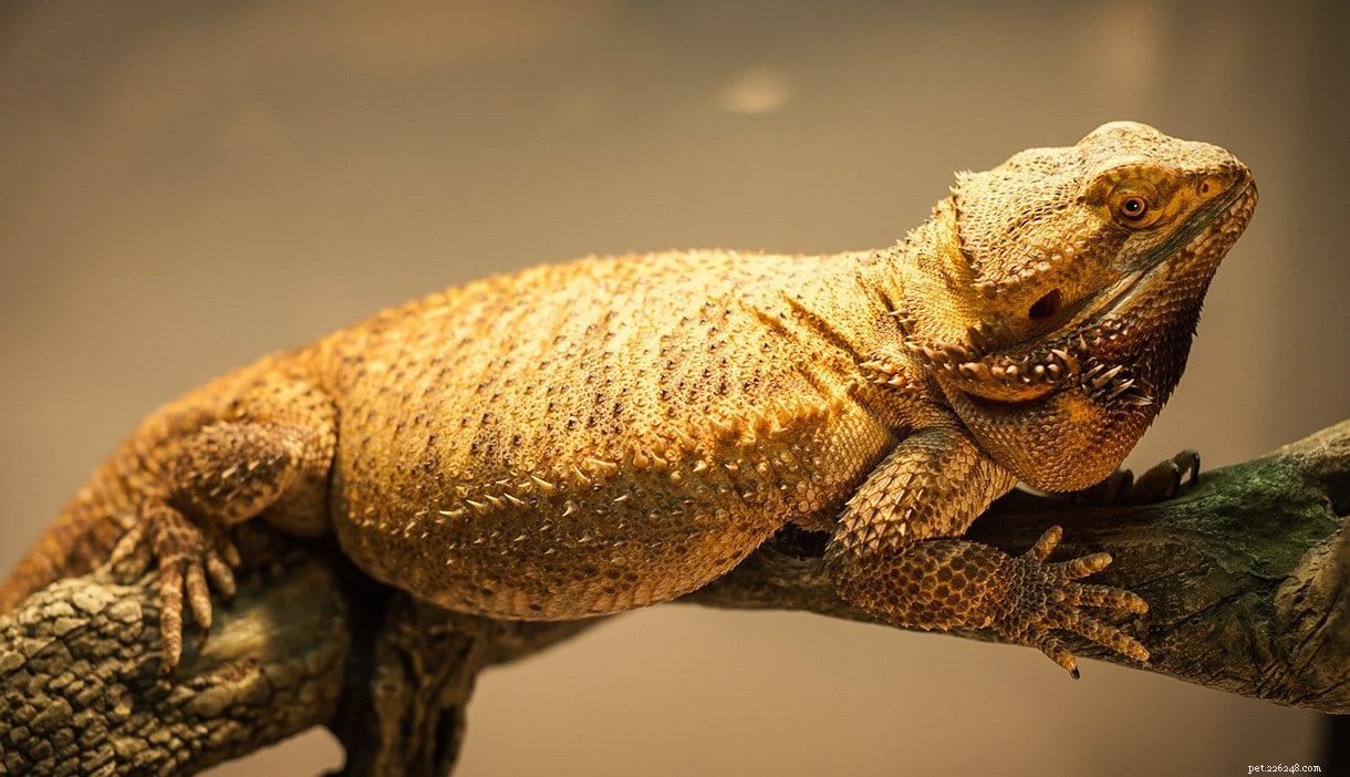 German Giant Bearded Dragon: The Ultimate Reptile Companion