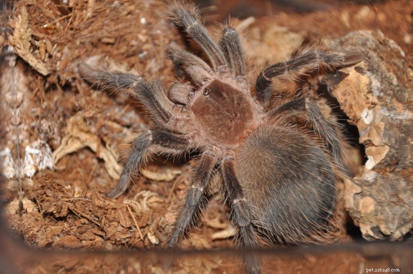 Salmon Pink Birdeater Tarantula: A Fascinating, Low-Maintenance Pet Choice