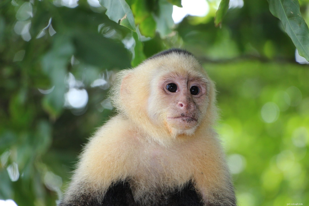 8 Common Monkey Species Owned as Pets: A Practical Guide