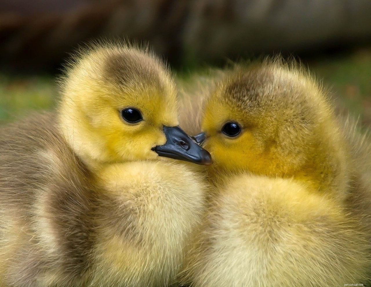 Quickly Identify a Duckling’s Age: A Visual Guide with Pictures