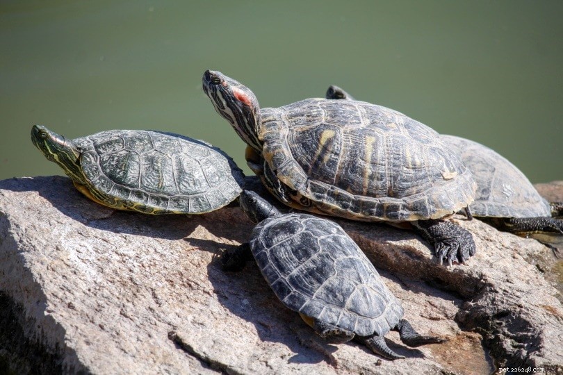 12 Small Pet Turtle Species That Won t Outgrow You