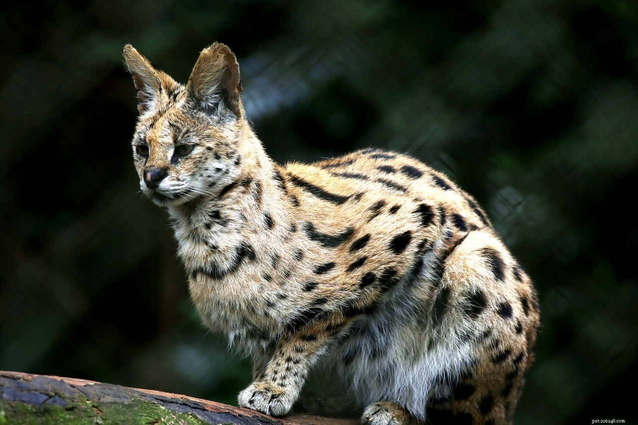 Are Ocelots Suitable Pets? Essential Facts to Consider