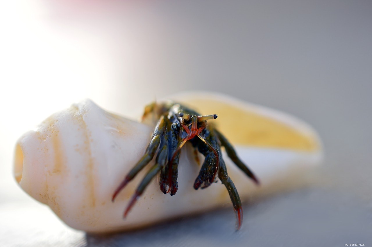 Hermit Crabs as Pets: Expert Insights on Care and Compatibility