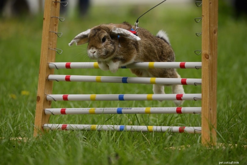 6 Unexpected Pet Competitions You Never Knew About