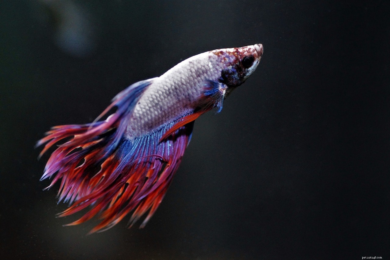 3 Clear Signs Your Betta Fish Is Truly Happy