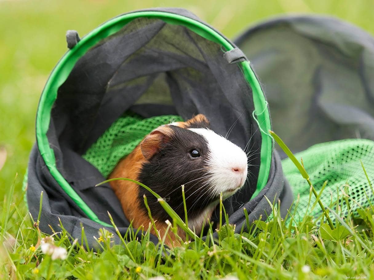 8 Proven Ways to Exercise Your Guinea Pig Safely & Effectively