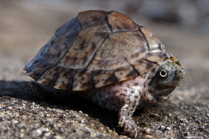 Determine Your Turtle’s Age: A Reliable Guide with Illustrations