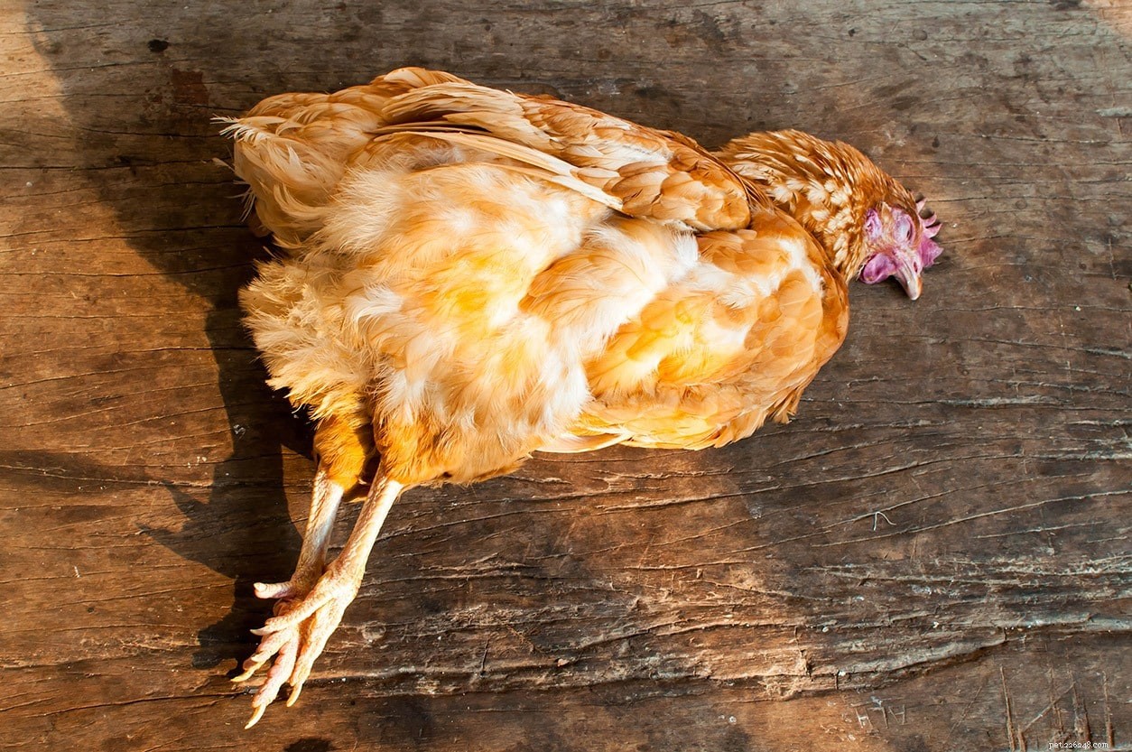 Identify the Threat: How to Determine Who’s Killing Your Chickens and Protect Your Flock