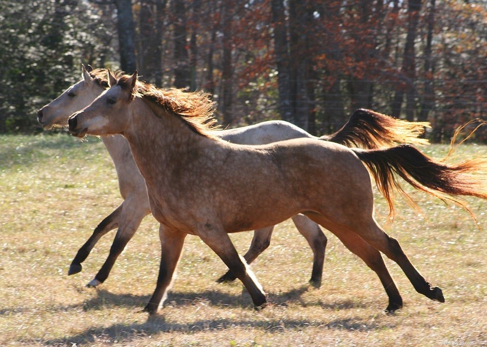 Can Wild Horses Be Tamed? Expert Insights & Training Guide